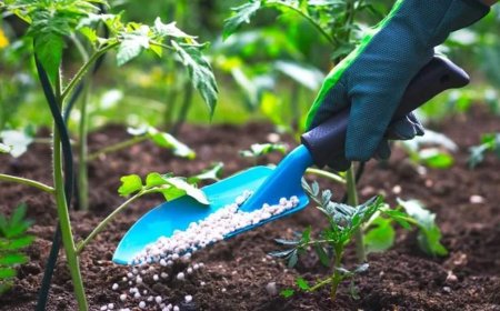 Tanzania’s ever-evolving fertilizer industry