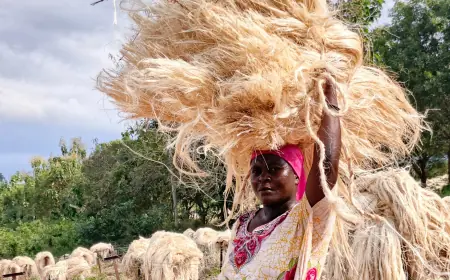 Tanzania: Revival of limping sisal sector gains traction