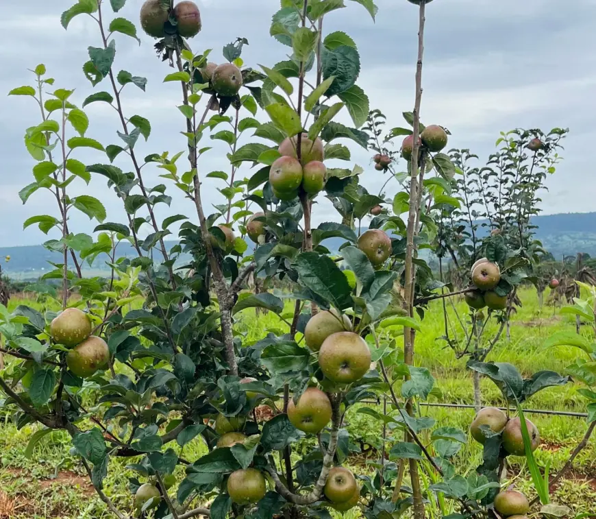 Tamu Tamu Tanzania: Building East Africa's First Commercial Apple Orchard