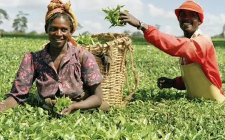 Tanzanian govt unveils new tax measures to boost agriculture, local processing