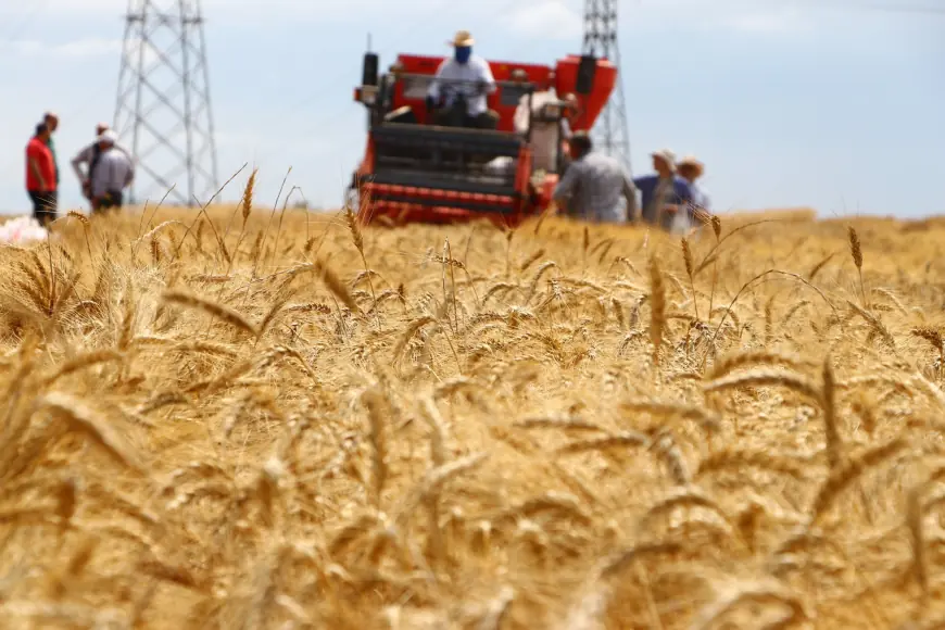 Tanzania slashes wheat import tariffs to boost local production, ease price pressures