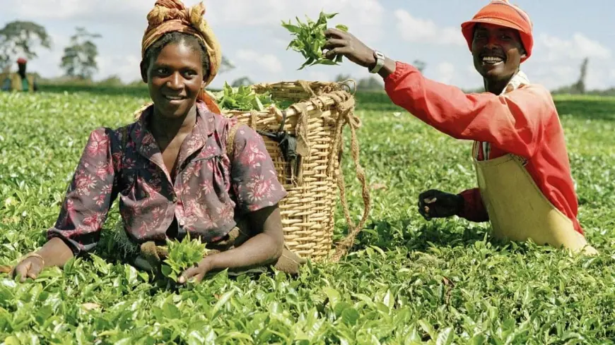 Tanzanian govt unveils new tax measures to boost agriculture, local processing