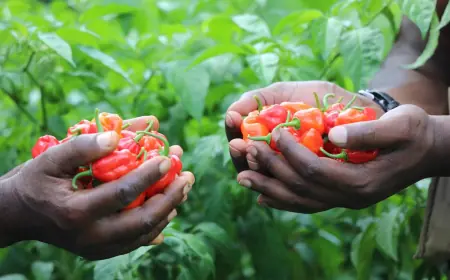 Tanzania targets £1bn UK export goal by 2030, urges exporters to 'get certified'