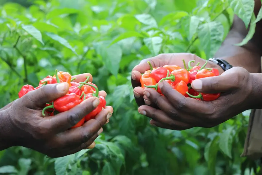 Tanzania targets £1bn UK export goal by 2030, urges exporters to 'get certified'