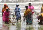 Zanzibar to boost seaweed value through strategic industrialisation
