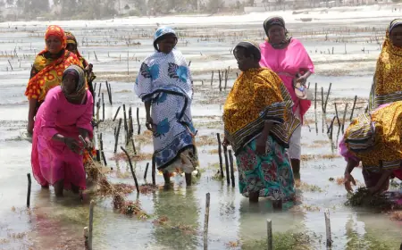 Zanzibar to boost seaweed value through strategic industrialisation