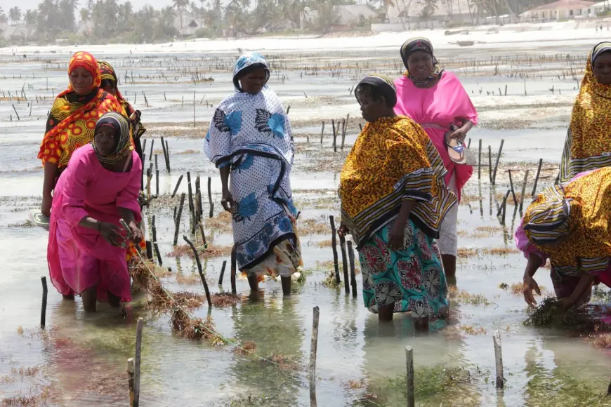 Zanzibar to boost seaweed value through strategic industrialisation