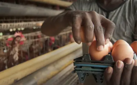 Tanzania takes Sh3.5tr poultry investment plan to global audience