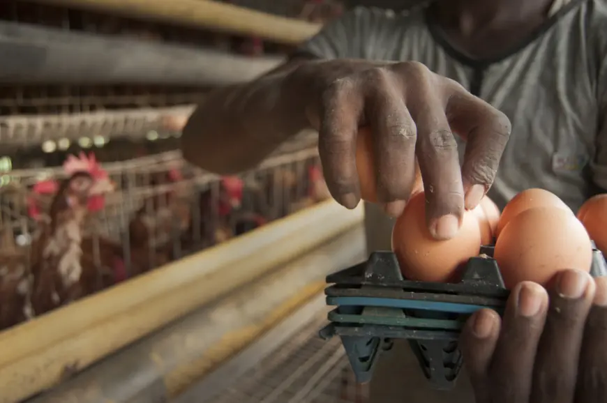 Tanzania takes Sh3.5tr poultry investment plan to global audience