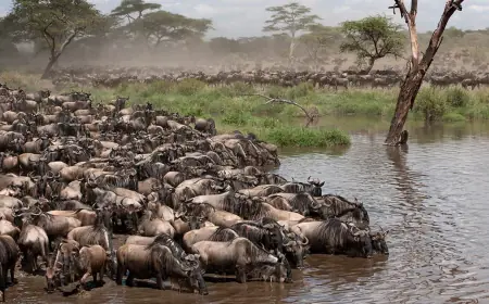 Tanzania's tourism boom faces a new test